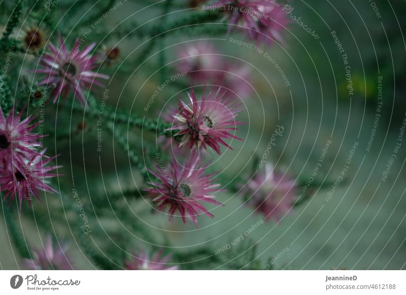 old pink flowers against dark green background Foliage plant Plant Nature Green Macro (Extreme close-up) Shallow depth of field Close-up Detail dusky pink