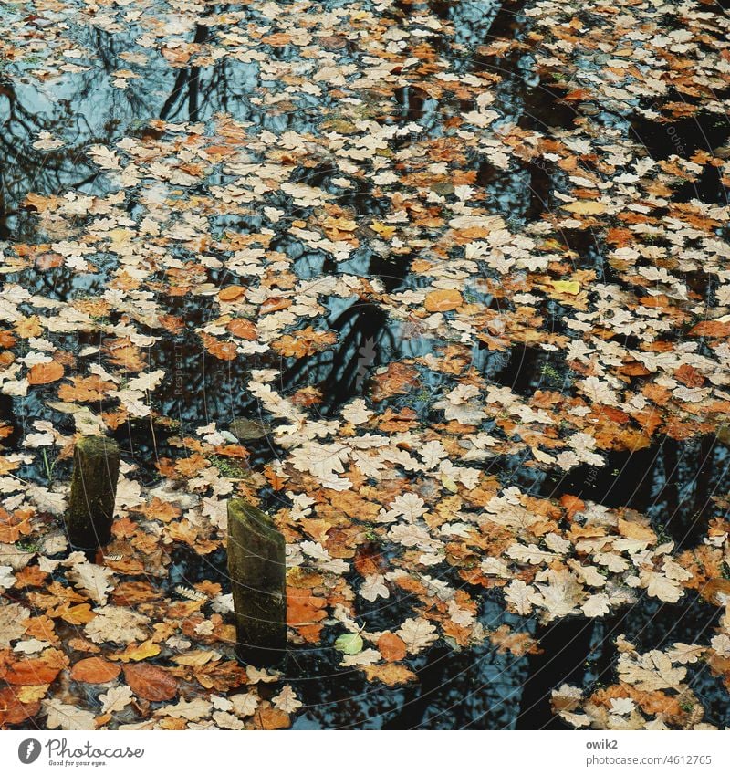 Coating Surface of water Autumn leaves silent channeling Waterway Park unhurriedly tranquillity naturally Mysterious out Autumnal Peaceful Idyll Calm