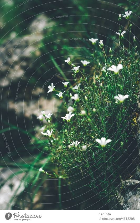 Beautiful background of little white flowers floweres floral filter vintage vsco beautiful beauty beauty in nature surface pattern image abstract fresh