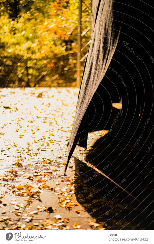 wrinkled | blowing curtain Autumn Autumnal foliage Wind windy Sunlight Shadow Shadow play Stage Black Drape Blow Autumn leaves Light Autumnal colours Yellow