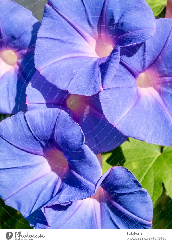 Group of ivy flowers, purple flowers plant bloom nature group close up background texture beautiful natural leaf clean romantic tropical full petals