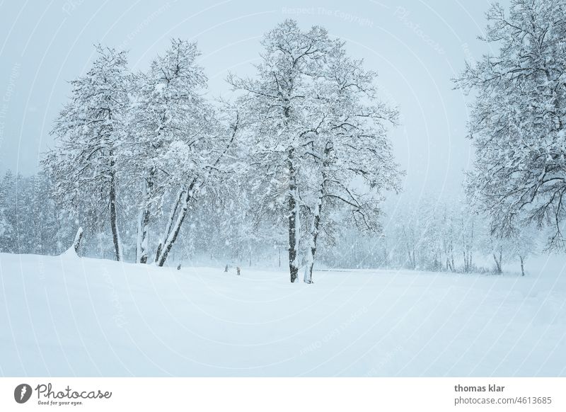 Snow covered winter landscape Winter Tree trees persons ice skating Nature Landscape