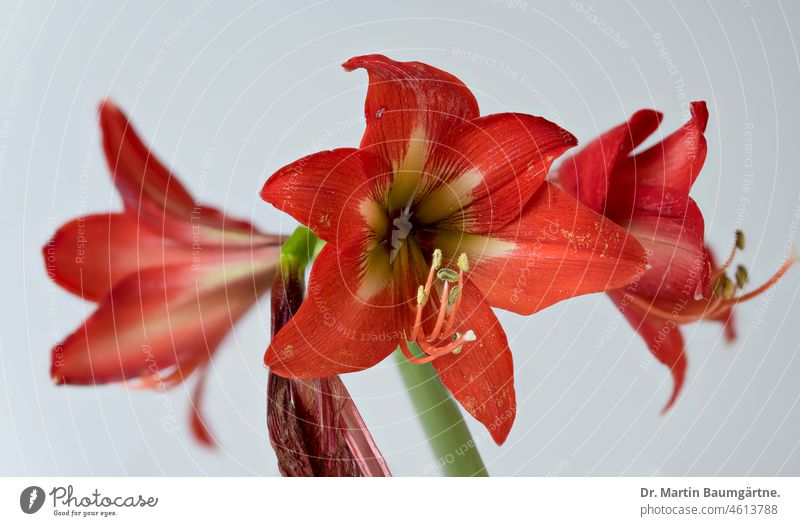 Hippeastrum hybrid, delphinium, flowers against bright sky Hybrids Amaryllis Blossom blossoms dust bag Stamp Flower Onion Flower Ornamental flower