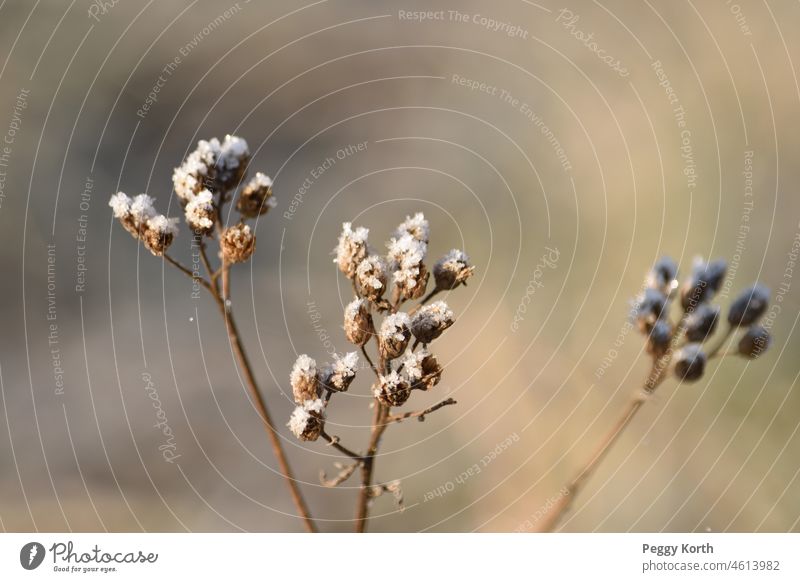 Brown stems with frosted buds stalk Close-up Winter Nature Plant Shallow depth of field Exterior shot Colour photo naturally Flower Detail Day Garden