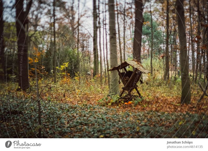 Feeding crib in forest in autumn tilt effect Autumn blurriness foliage off Lanes & trails Forest Nature trees Tree Environment To go for a walk Deserted