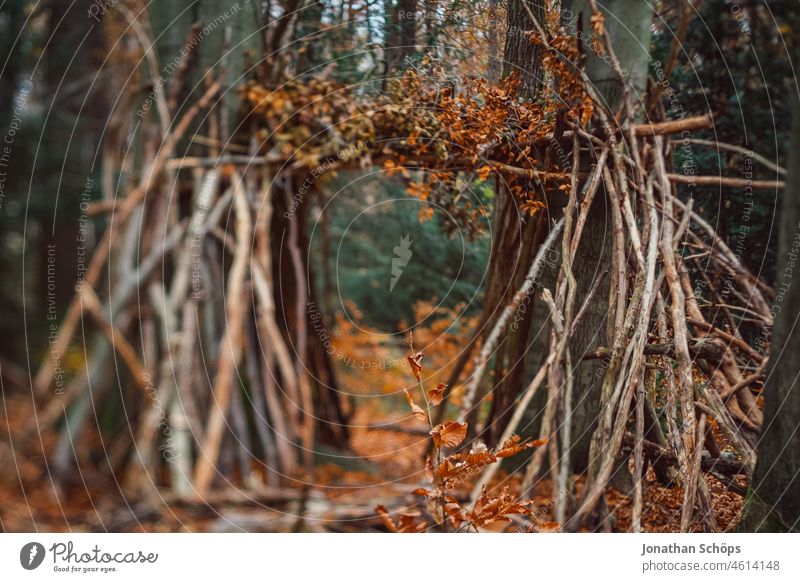 Gate built from branches in forest on trees in autumn with tilt effect forest path Autumn blurriness foliage off Lanes & trails Forest Nature Tree Environment