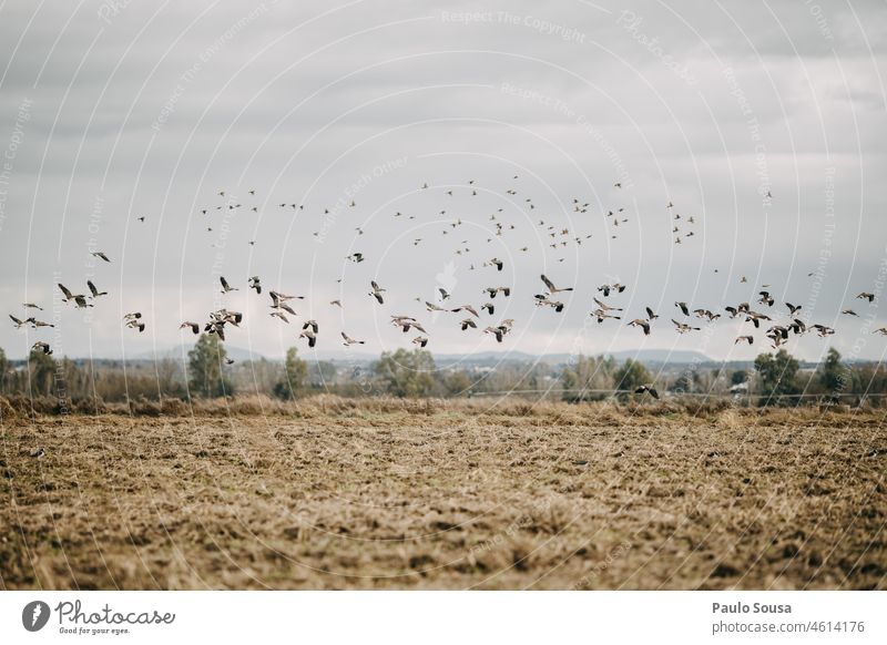 Flock of birds birdwatching Bird Flying Sky Flight of the birds Nature Migratory bird Wild animal Group of animals Freedom Formation flying Movement Environment