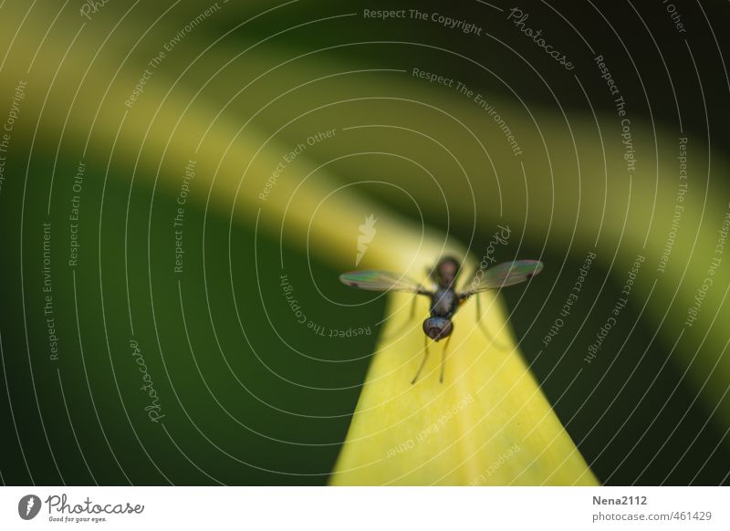 on the runway Environment Plant Animal Air Summer Beautiful weather Grass Bushes Leaf Garden Park Meadow Forest Fly 1 Flying Small Yellow Runway Ski piste