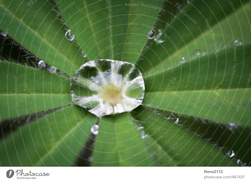 A kind of sun after the rain Environment Nature Plant Water Summer Autumn Climate Weather Beautiful weather Bad weather Rain Leaf Garden Park Meadow Wet Round