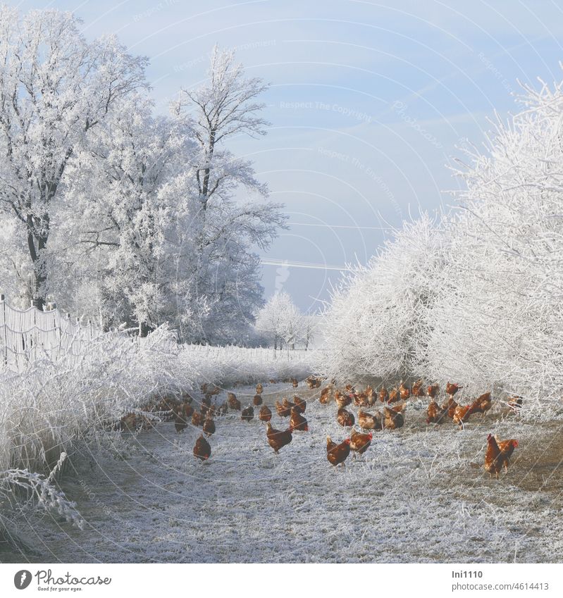 Chickens in winter magic land III Winter Beautiful weather Blue sky Frost Hoar frost Winter sun animals fowls Chicken Farm Chicken group Farm animals