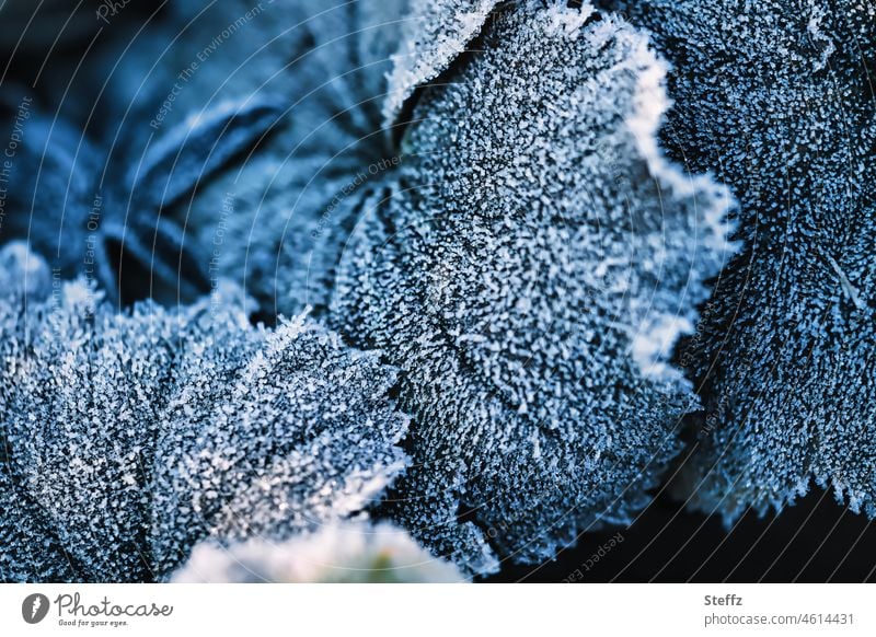 Hoarfrost on the lady's mantle Alchemilla vulgaris Hoar frost alchemilla Alchemilla leaves Cold shock chill Frost icily Frozen dark blue iced winter cold