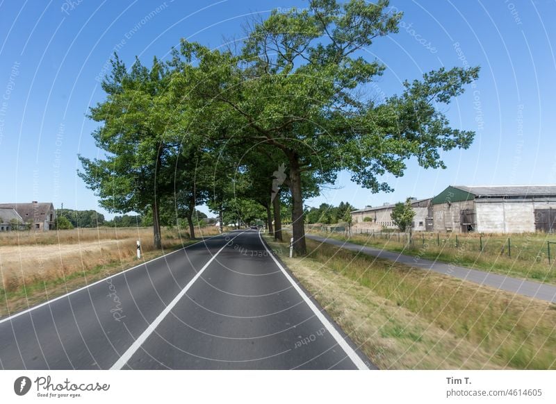 an avenue leads past old LPG buildings Avenue Brandenburg Spring Tree Exterior shot Street Lanes & trails Landscape Day Deserted Country road Colour photo