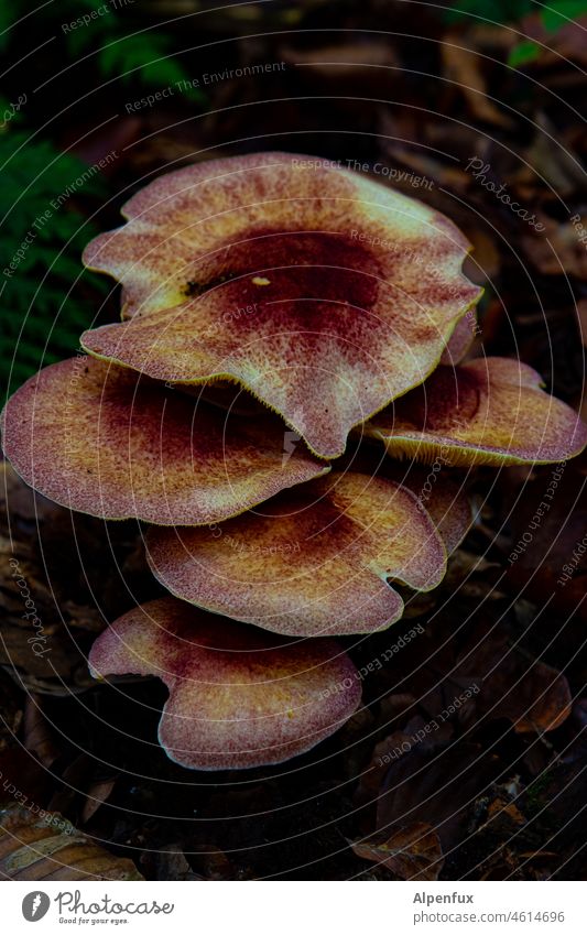 Colorful mushrooms Forest variegated Multicoloured colored Exterior shot Red Yellow Nature Orange Colour photo Close-up Deserted Plant mushroom pick Mushroom