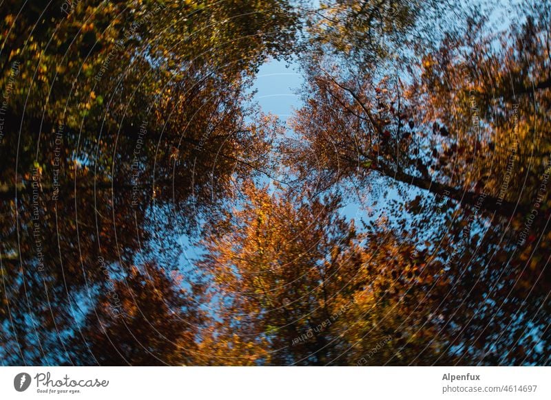 vanishing point Forest Autumn top Exterior shot Deserted Tree trees Upward Colour photo Nature Landscape leaves Leaf canopy Autumnal Sunlight Environment