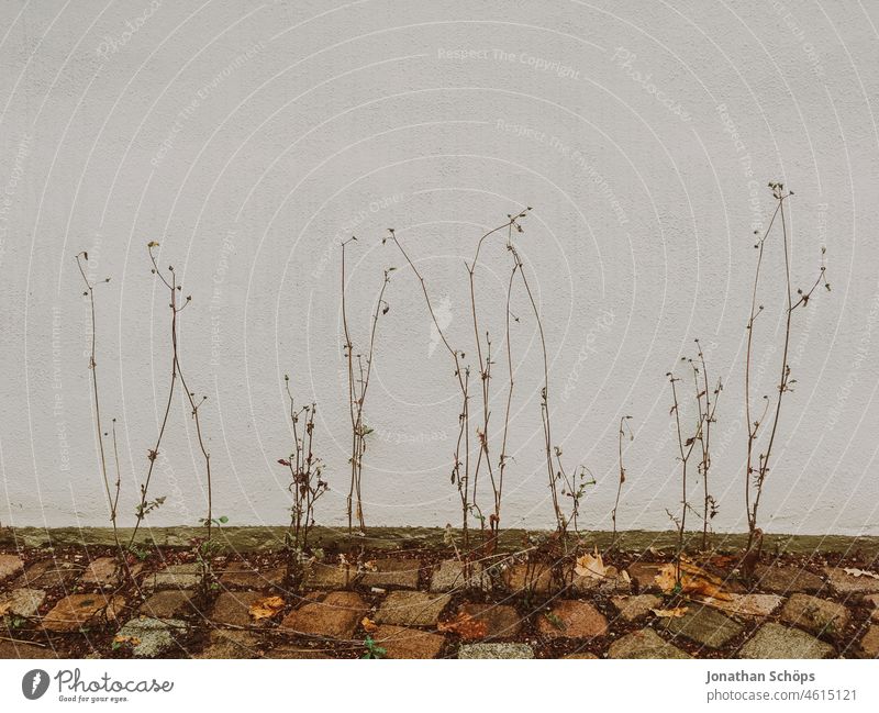 barren plants in winter on house wall Sparse Gloomy arid Winter Wall (building) off stones Footpath White white wall Facade Wall (barrier) Exterior shot