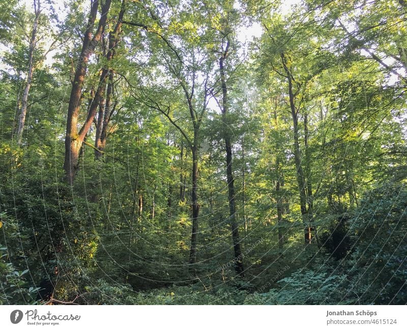 trees in the forest Forest Mixed forest Deciduous forest woodland Forest walk Nature Landscape Tree Environment Exterior shot Deserted Forest atmosphere Green