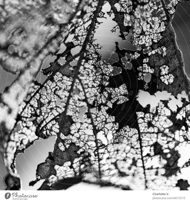 Eaten leaf | The beauty in the eye of the beholder Leaf Rachis Consumed Nature Macro (Extreme close-up) Exterior shot Detail Autumn Structures and shapes