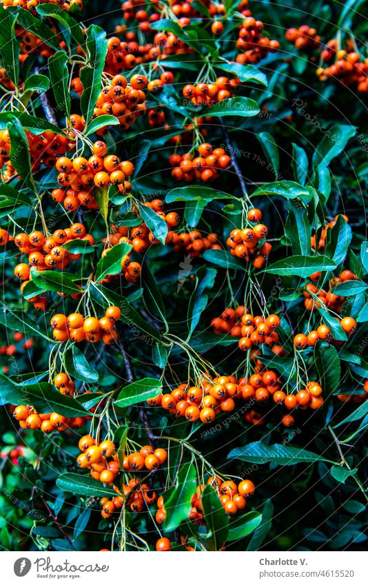 Firethorn (Pyracantha coccinea) Burning bush shrub Nature Plant Berries Autumn Bushes Green Orange Colour photo Berry bushes Fruit Exterior shot Environment