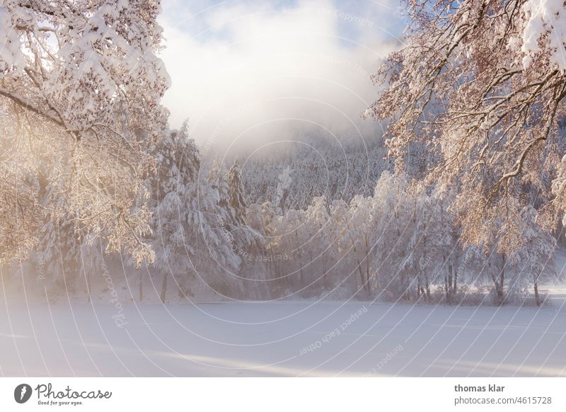 winter landscape Winter trees Snow Nature Fog Sky Landscape