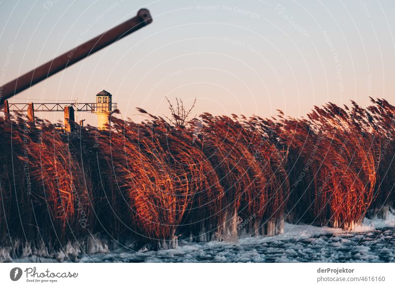 Sunrise with reeds and lighthouse in Friesland reed grass Common Reed Frozen Ice coast Winter Frisia Netherlands Tree trunk Silhouette Pattern