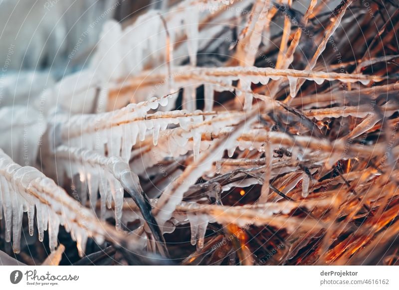 Frozen reeds in Friesland reed grass Common Reed Ice Sunrise coast Winter Frisia Netherlands Tree trunk Silhouette Pattern Structures and shapes Exceptional