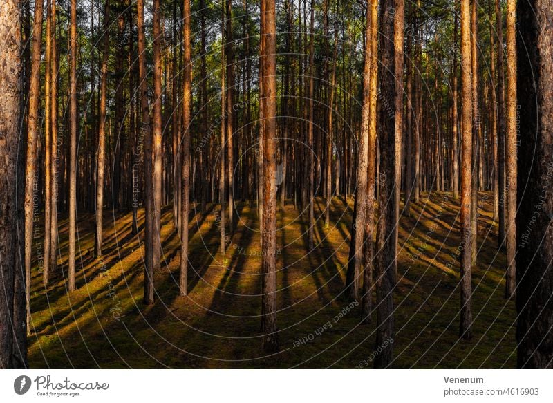 Pine forest in winter in Germany, lots of sunlight and lots of long shadows Forests tree trees forest floor floor plants weeds ground cover trunk trunks