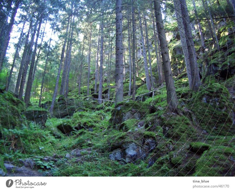 Ötztal fairytale forest Forest Europe Austria Ötz Valley Home country Enchanted forest Tree Large Thin Green Light Bright Sun's position Wood flour Eerie