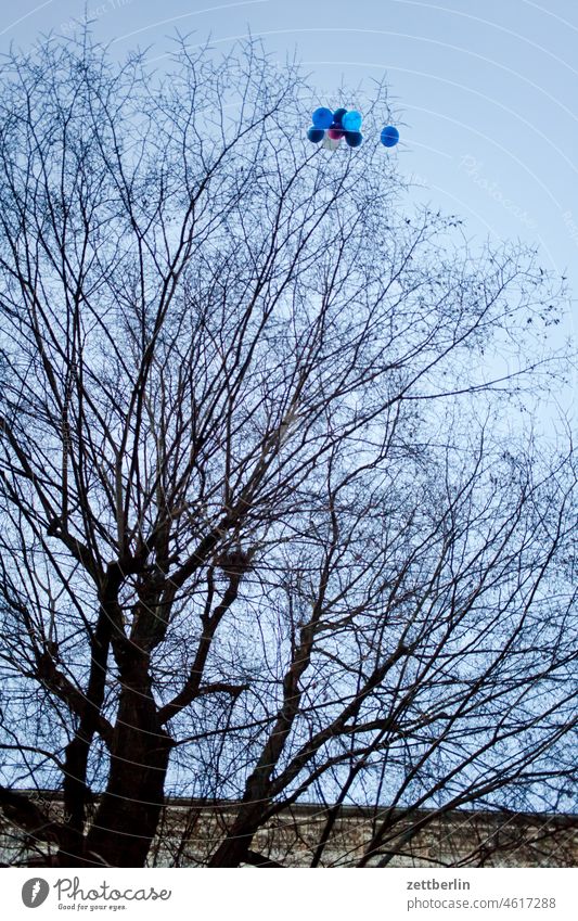 Bare tree with balloons Branch bang captured celebration entrenched Worm's-eye view Captured Autumn Childrens birthsday Balloon Party trunk entangled tainted