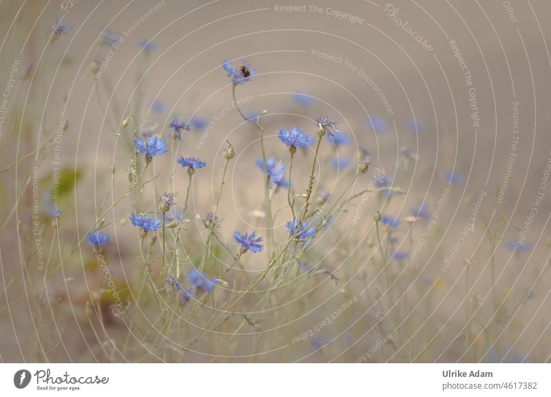 Cornflowers ( Centaurea cyanus ) Decent Romance Blue Soft Field Garden Blossom Flower Summer Nature Mother's Day Spa Meditation Calm Relaxation Contentment