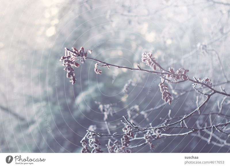 winter Winter Tree shrub branches twigs Wood depth Cold Frozen Dreary Season Twigs and branches Nature Deserted Environment Forest Frost melancholy Loneliness