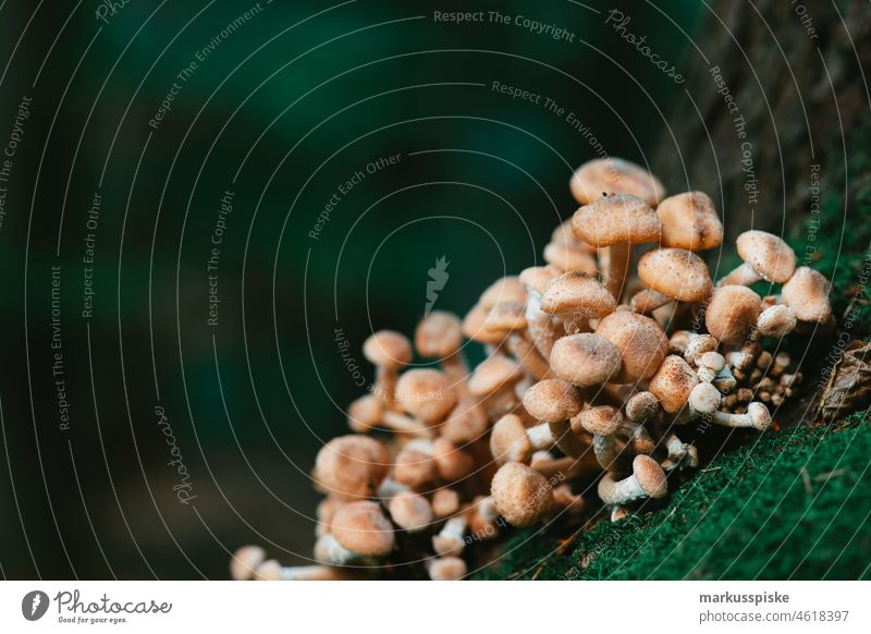 fungal infestation Forest Woodground Organic organism Pests beneficial insects Mushroom Plize Population