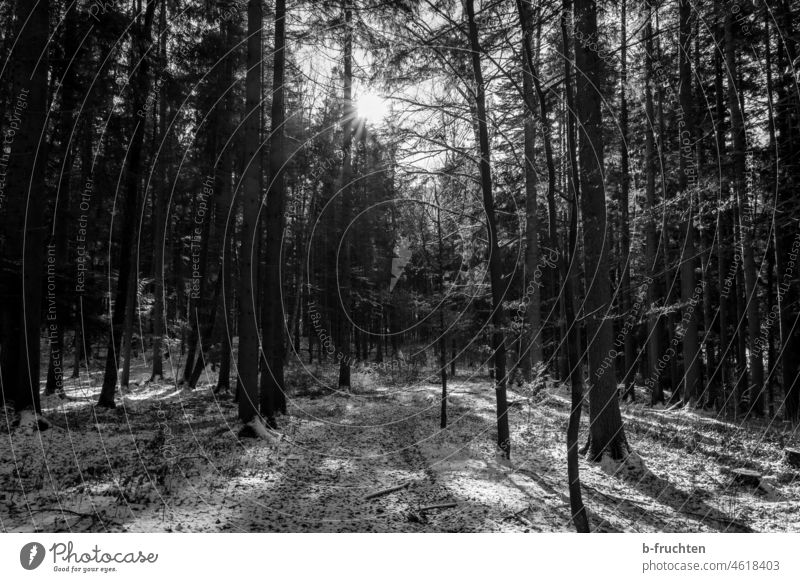 Winter forest, forest path, sun shines through the trees Forest Woodground Snow Tree Nature Cold Frost Deserted Winter's day Shadow Black & white photo Sun