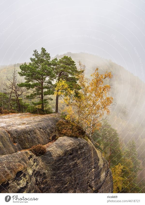 View of rocks and autumn trees in Saxon Switzerland Elbsandstone mountains Tree Forest Saxony Nature Landscape Autumn Rock Fog Sky Clouds Green Yellow vacation