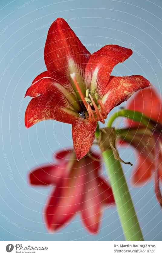 Hippeastrum hybrid, delphinium, flowers against bright sky Hybrids Amaryllis Blossom blossoms dust bag Stamp Flower Onion Flower Ornamental flower