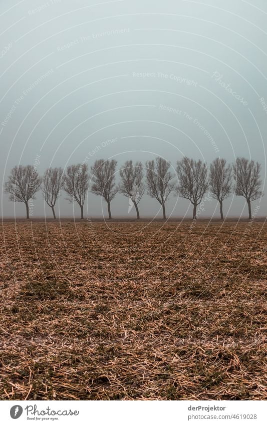 Foggy day with avenue trees in Friesland reed grass Common Reed Frozen Ice Sunrise coast Winter Frisia Netherlands Tree trunk Silhouette Pattern