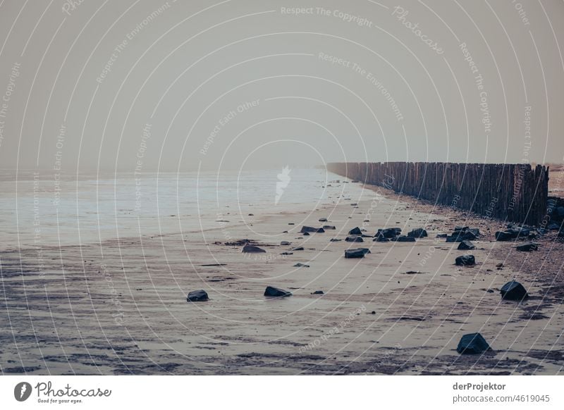 Foggy day with groynes and mudflats in Friesland reed grass Common Reed Frozen Ice Sunrise coast Winter Frisia Netherlands Tree trunk Silhouette Pattern