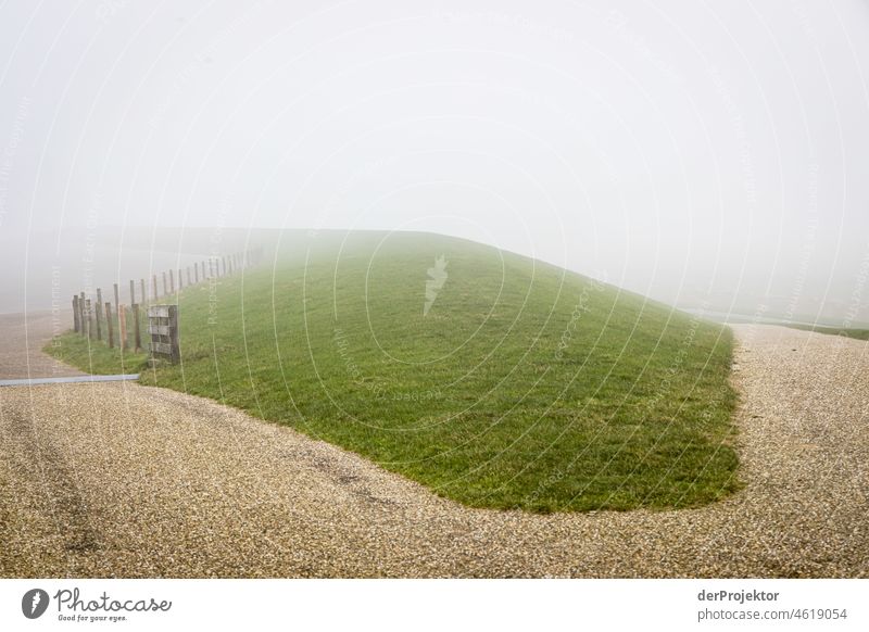 Foggy day on the dike in Friesland reed grass Common Reed Frozen Ice Sunrise coast Winter Frisia Netherlands Tree trunk Silhouette Pattern Structures and shapes