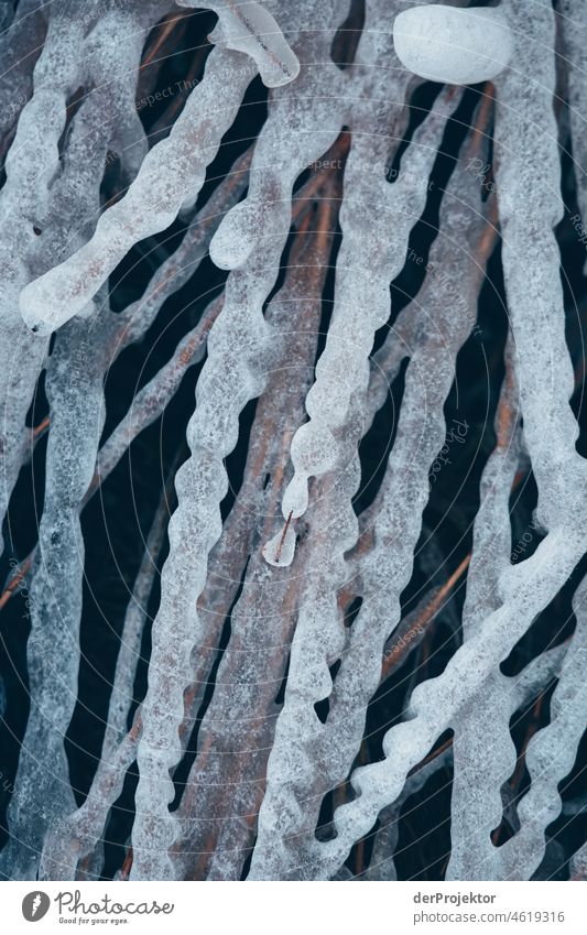 Frozen reed in Friesland II reed grass Common Reed Ice Sunrise coast Winter Frisia Netherlands Tree trunk Silhouette Pattern Structures and shapes Exceptional