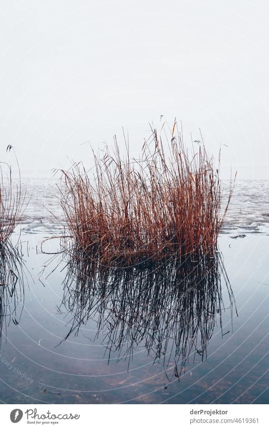 Foggy day with reeds and ice in Friesland reed grass Common Reed Frozen Ice Sunrise coast Winter Frisia Netherlands Tree trunk Silhouette Pattern