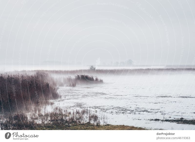 Foggy day with reeds in Friesland reed grass Common Reed Frozen Ice Sunrise coast Winter Frisia Netherlands Tree trunk Silhouette Pattern Structures and shapes