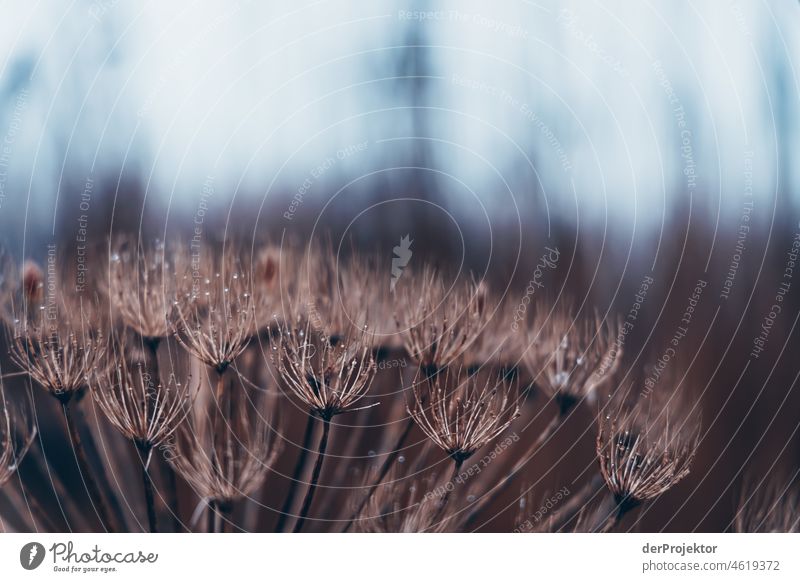 Foggy day with Diestel in Friesland reed grass Common Reed Frozen Ice Sunrise coast Winter Frisia Netherlands Tree trunk Silhouette Pattern