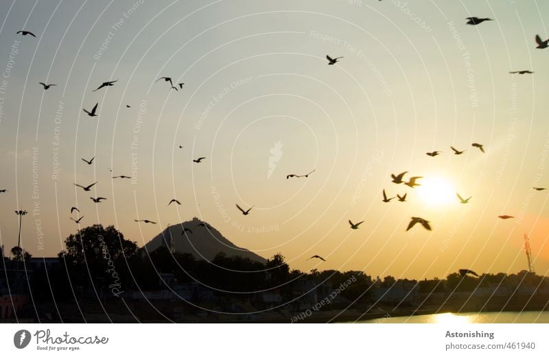 The birds Environment Nature Landscape Air Sky Cloudless sky Horizon Sun Summer Beautiful weather Plant Tree Mountain Lake Pushkar Rajasthan India Town Animal