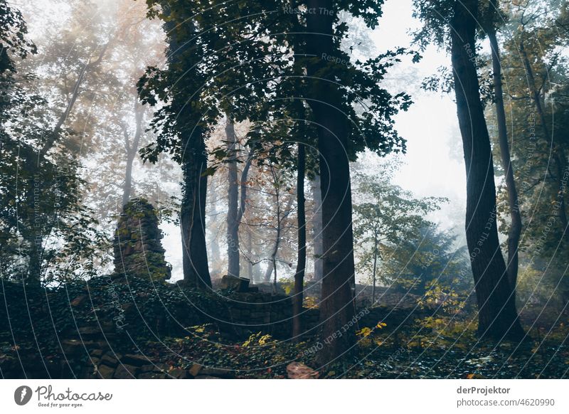 Foggy day at Disibodenberg with old ruin of monastery III Autumn Climate Beautiful weather Joy Moody Emotions River Tree Nahe Enthusiasm Flow Curiosity