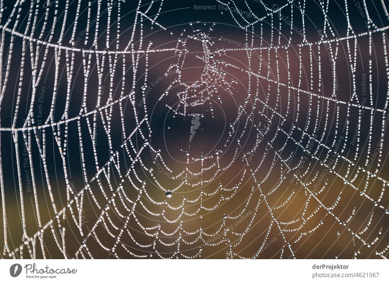 Foggy day at Disibodenberg with spider web II Autumn Climate Beautiful weather Joy Moody Emotions River Tree Nahe Enthusiasm Flow Curiosity Nature reserve