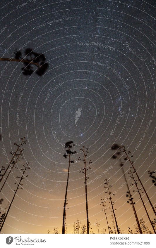 #A0# Agaves at night Fuerteventura canary island Canary Islands Canaries Longing Horizon Far-off places Infinity Dark Astrophotography Milky way Exterior shot