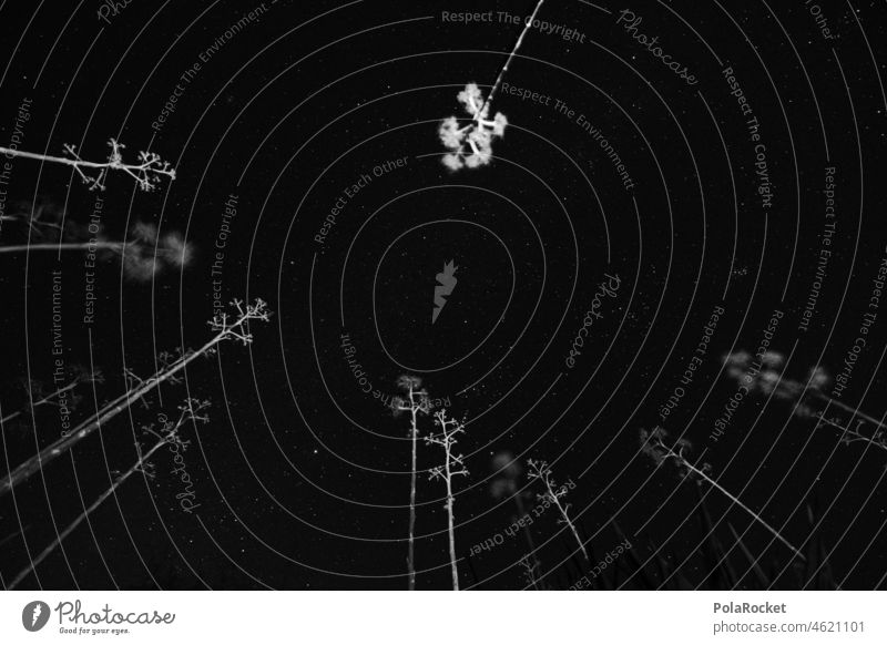 #A0# Canary stars II Stars Starry sky Starlit Constellation Star cluster Canopy of stars Milky way Night Sky Night sky Long exposure Galaxy Universe Astronomy