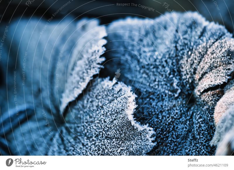 Lady's mantle with hoarfrost Alchemilla vulgaris Hoar frost Ice needles iced icily Frozen Frost ice covering chill Cold shock Alchemilla leaves alchemilla