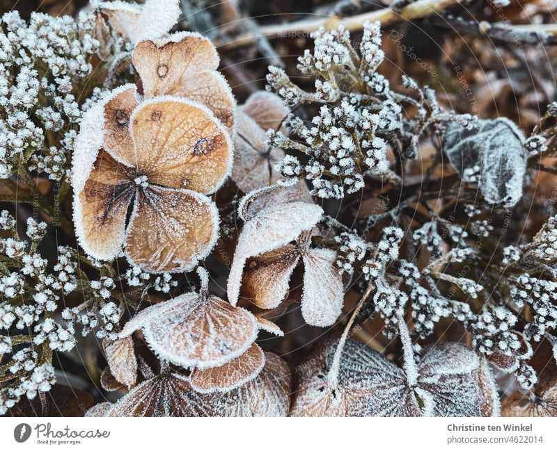 Withered flowers of hydrangea covered with hoarfrost Hydrangea plate hortensia blossoms Mature Hoar frost Frost chill Cold Frozen ice crystals Transience Winter