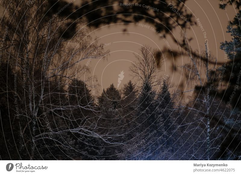 Late evening at the botanical garden. late forest woods nature winter frozen snowing sky dark trees Ukraine birch landscape