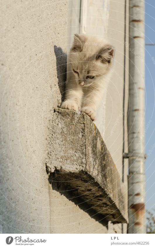 and now down? Animal Pet Cat Pelt 1 Baby animal Looking Cuddly Bravery Fear Fear of heights Height Height difference Kitten Window board Domestic cat House wall